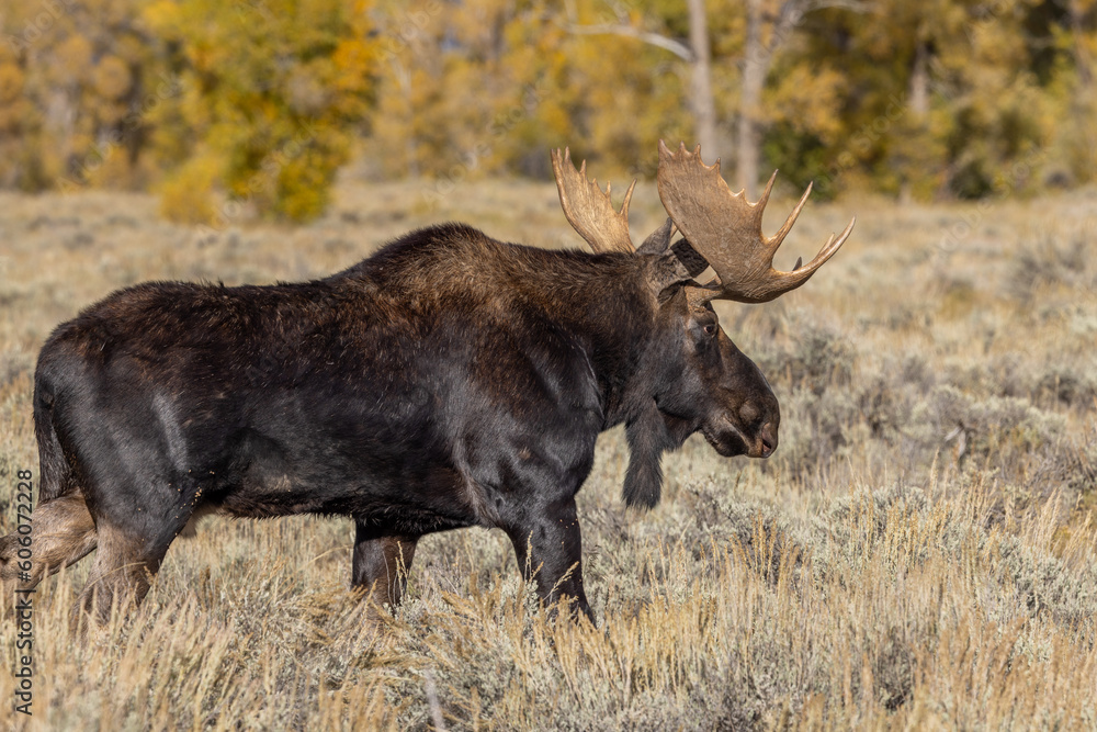 Bull Moose During the Fall Rut in Wyoming Bull Moose During the Fall Rut in Wyoming
