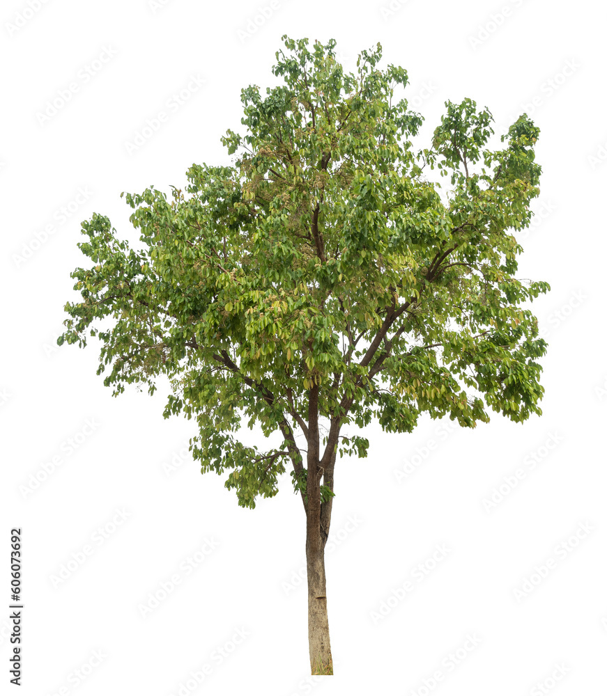 Green tree isolated on transparent background with clipping path and alpha channel.