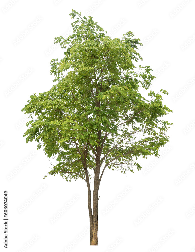 Fototapeta premium Green tree isolated on transparent background with clipping path and alpha channel.