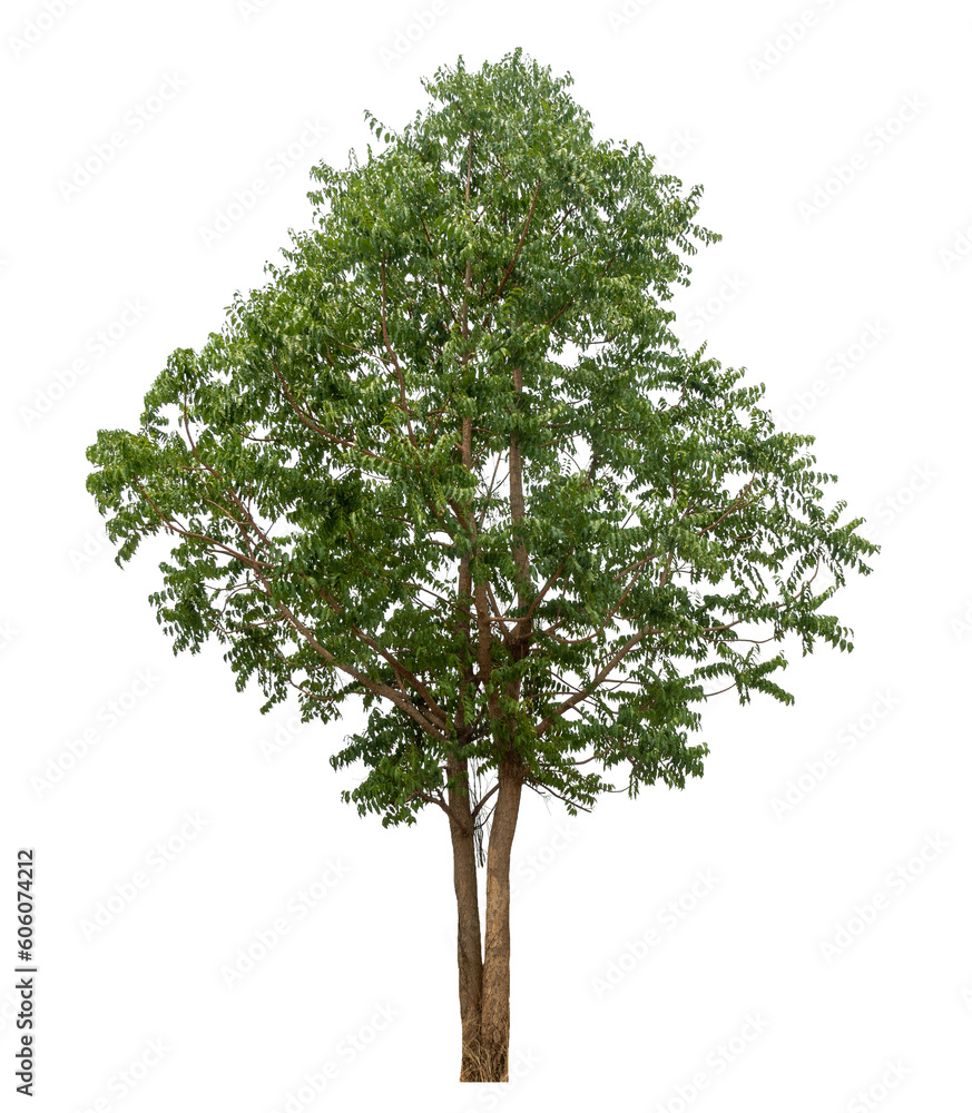 Fototapeta premium Green tree isolated on transparent background with clipping path and alpha channel.
