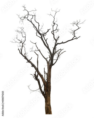 dead tree isolated on transparent background with clipping path and alpha channel.