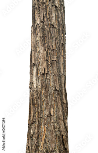 Trunk of a tree Isolated On transparent Background.
