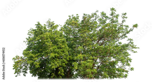 bush isolated on transparent background with clipping path and alpha channel.