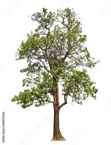 Green tree isolated on transparent background with clipping path and alpha channel. photo