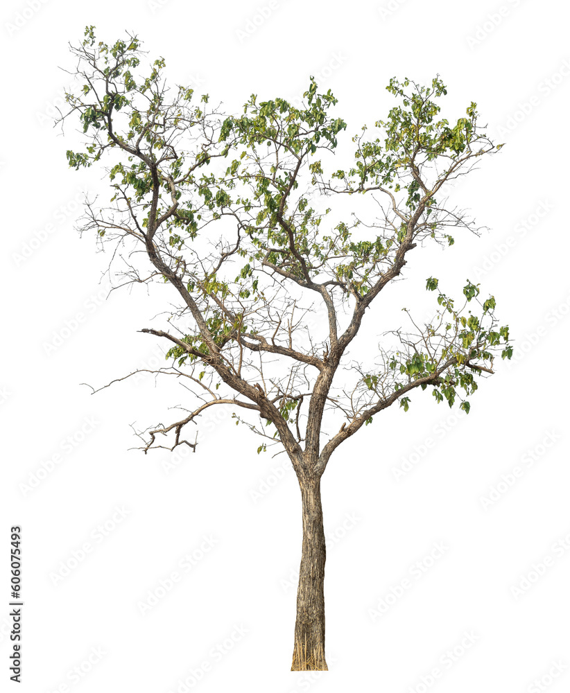 Green tree isolated on transparent background with clipping path and alpha channel. Green tree isolated on transparent background with clipping path and alpha channel.