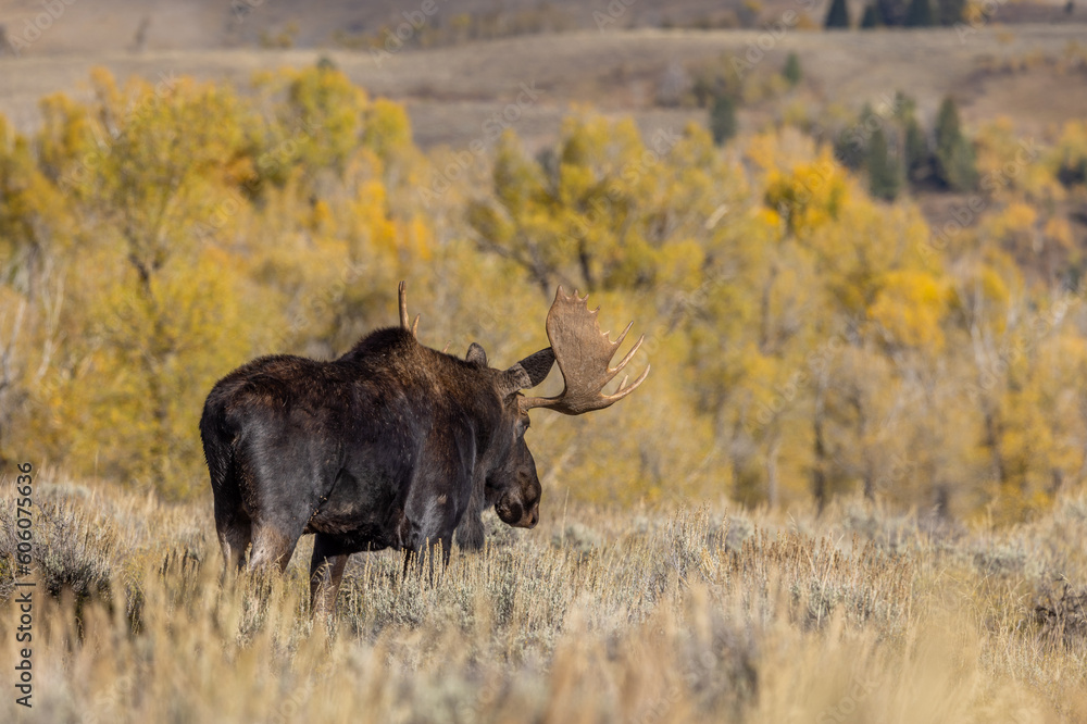 Bull Moose During the Fall Rut in Wyoming Bull Moose During the Fall Rut in Wyoming