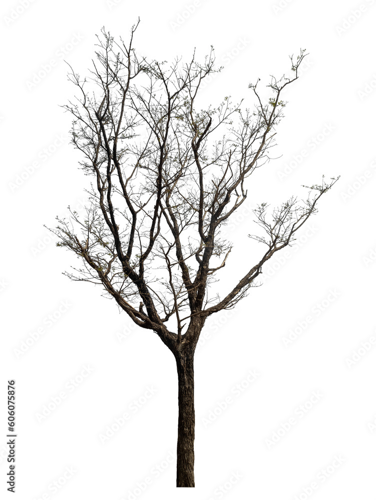 tree isolated on transparent background with clipping path and alpha channel.