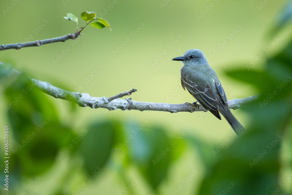 Tropical Kingbird - Tyrannus melancholicus, beautiful common perching bird from Central and Latin America woodlands and gardens, Gamboa, Panama. Tropical Kingbird - Tyrannus melancholicus, beautiful common perching bird from Central and Latin America woodlands and gardens, Gamboa, Panama.