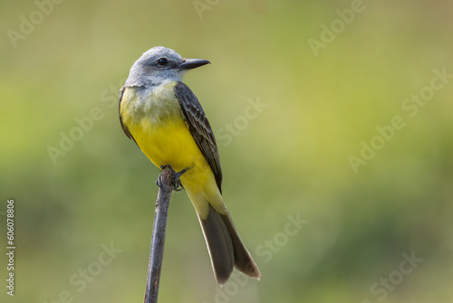 Tropical Kingbird - Tyrannus melancholicus, beautiful common perching bird from Central and Latin America woodlands and gardens, Gamboa, Panama. photo