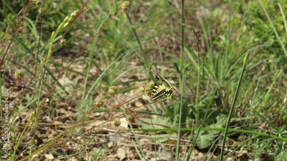 Schwalbenschwanz (Papilio machaon) auf Trockenrasen Schwalbenschwanz (Papilio machaon) auf Trockenrasen