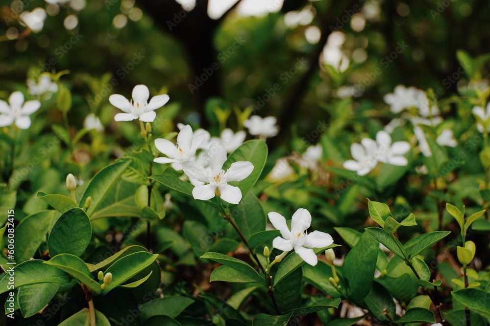 Photo of blossoming tree brunch with white flowers on bokeh green background. Toned with color filter and soft noise to get old camera effect. Soft focus and blurred. Photo of blossoming tree brunch with white flowers on bokeh green background. Toned with color filter and soft noise to get old camera effect. Soft focus and blurred.