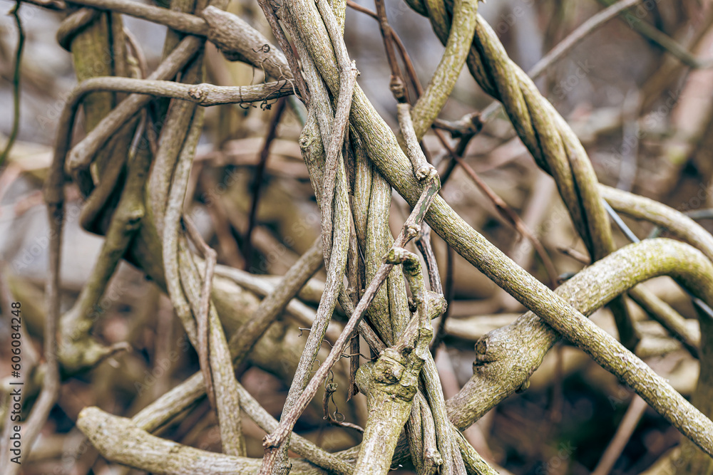 Macro photography of the branches of a weaving plant. The branches are woven together in an even weave.