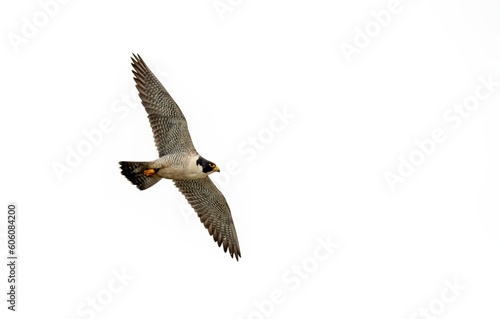Peregrine falcon in flight against a white plain sky in San Pedro, Los Angeles