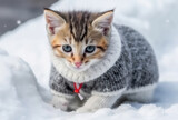 Kitten in woollen dress in the snow