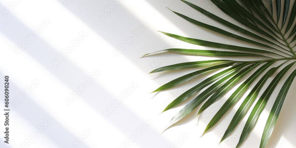 Green palm leaf isolated on white background with shade from sunlight. Minimal wallpaper with copy space for text. Stylish horizontal banner template. Generative AI professional photo imitation. Green palm leaf isolated on white background with shade from sunlight. Minimal wallpaper with copy space for text. Stylish horizontal banner template. Generative AI professional photo imitation.