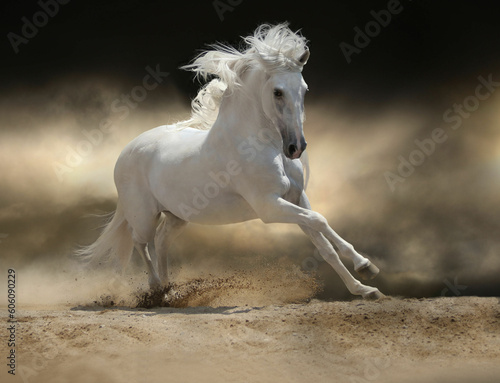 White Andalusian stallion galloping