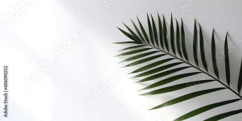 Single Green palm leaf isolated on white background with shade from sunlight. Minimal wallpaper with copy space for text. Stylish banner template. Generative AI professional photo imitation.