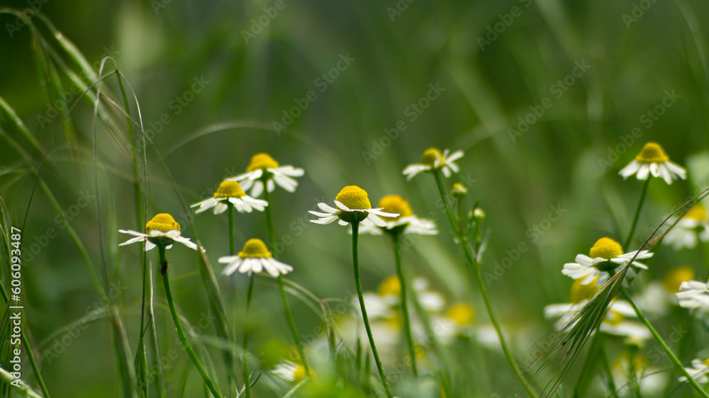 Flowers close-up. Close-up of daisies among the grass Flowers close-up. Close-up of daisies among the grass