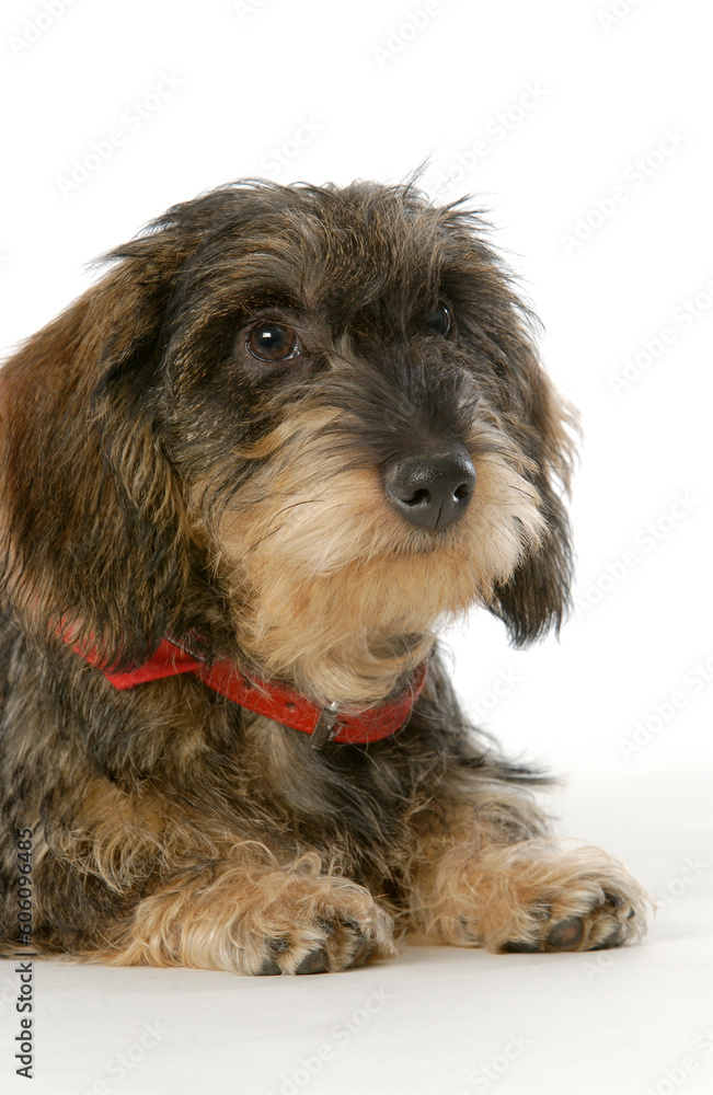 Portrait of a cute wire-haired dachshund on white background  