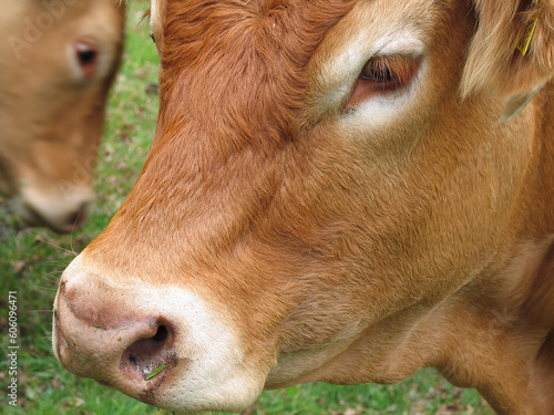 Portrait of a brown cow close up in the meadow 