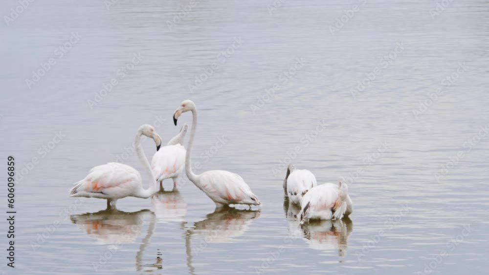 White flamingoes reflected in the waters of Lake in Spain, Catalonia, wild nature bird life. White flamingoes reflected in the waters of Lake in Spain, Catalonia, wild nature bird life.