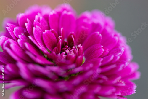 Violet Chrysanthemum close up 