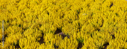Heidekraut Erica in Gelb als Blumenbeet Nahaufnahme