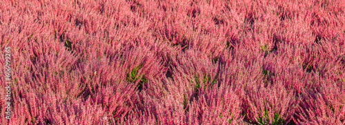Heidekraut Erica in Violett als Blumenbeet Nahaufnahme