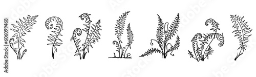 Set of linear sketches of forest fern leaves.Vector graphics.