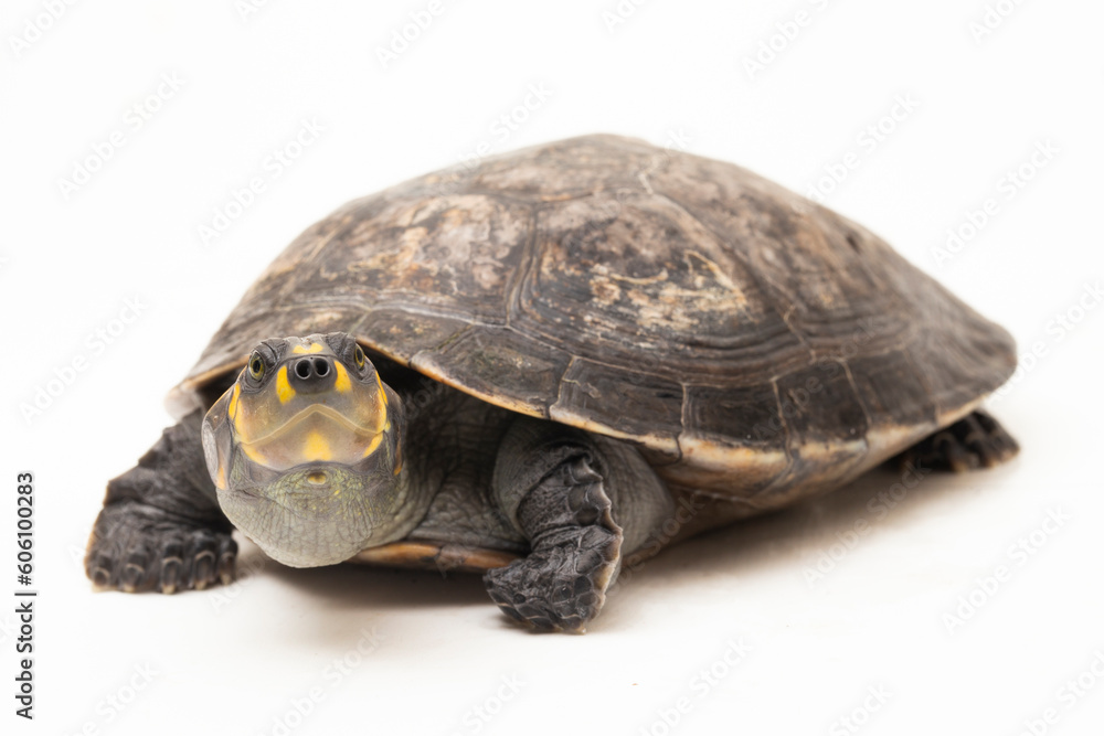 Yellow-spotted Amazon River Turtle, Podocnemis unifilis isolated on white background
Yellow-spotted Amazon River Turtle, Podocnemis unifilis isolated on white background