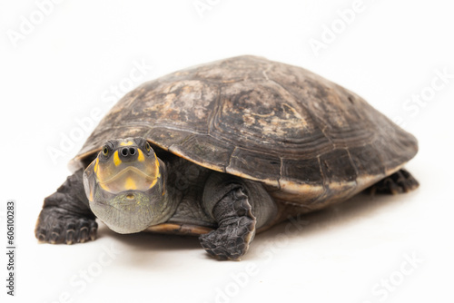 Yellow-spotted Amazon River Turtle, Podocnemis unifilis isolated on white background
