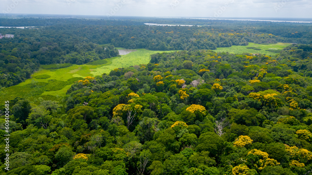 Jardins Aquáticos do Parque Ambiental do Utinga: Árvores, Lagos Bolonha e Água Preta em um Verde Maravilhoso