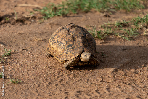 African helmeted turtle traveling on the road in the Masaai Mara Reserve in Kenya photo