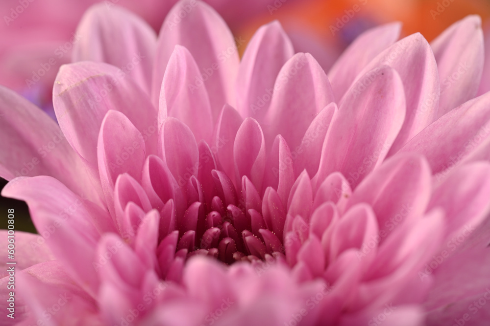 A Close up of a purple pink flower in a studio setup using a shallow depth of field to give it a dreamy effect, inspirational as flowers always bloom when the sun is out A Close up of a purple pink flower in a studio setup using a shallow depth of field to give it a dreamy effect, inspirational as flowers always bloom when the sun is out