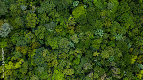 Majestade Verde: Close das Árvores da Selva Amazônica Vistas do Alto
