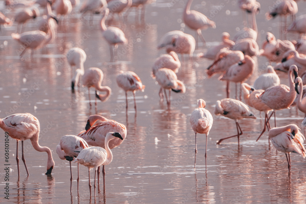 Φωτογραφία Lovely pink flamingos eating algae out of an alkaline lake - Lake Nakuru Kenya