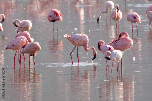 Lovely pink flamingos eating algae out of an alkaline lake - Lake Nakuru Kenya