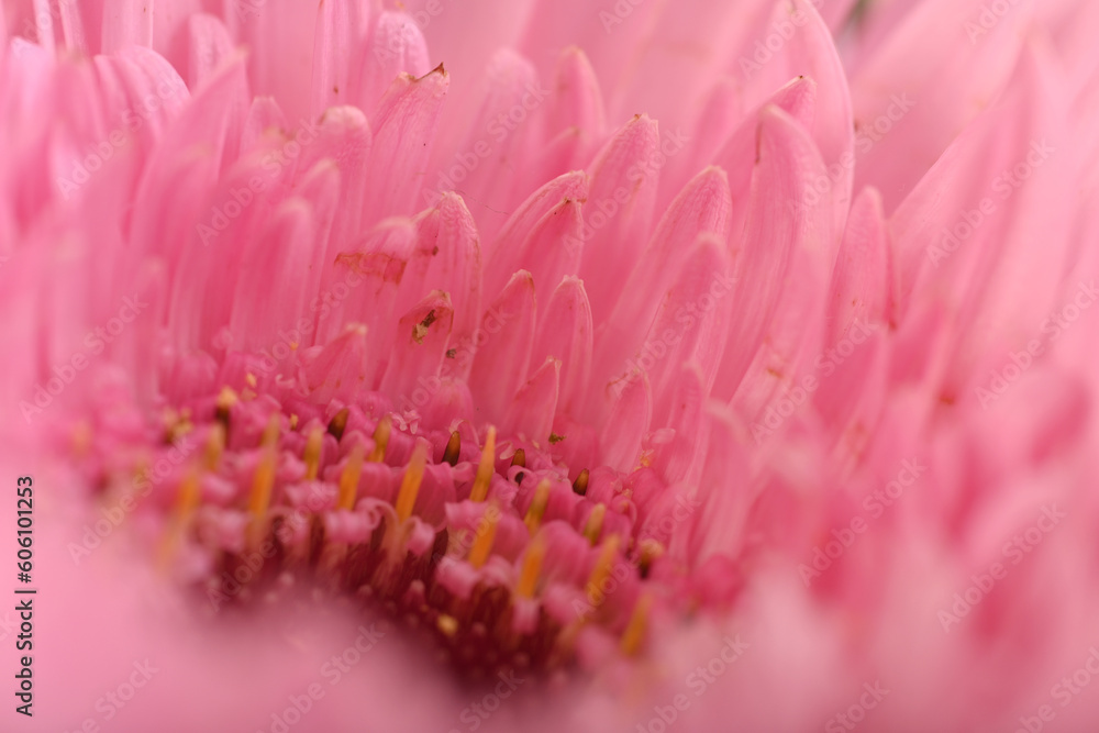 A very Dreamy shallow depth of field macro photography photograph of a Pink flower with very soft lighting to extenuate the pastel colors of nature making for a beautifully textured background A very Dreamy shallow depth of field macro photography photograph of a Pink flower with very soft lighting to extenuate the pastel colors of nature making for a beautifully textured background