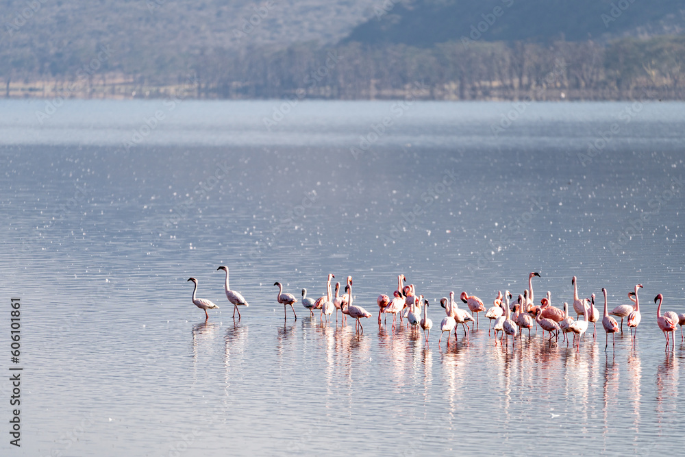 Pink flamingos at Lake Nakuru National Park Kenya Africa