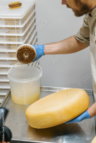 Male hands in gloves cleaning cheese by brush in warehouse of milky farm Dairy production Successful agriculture business