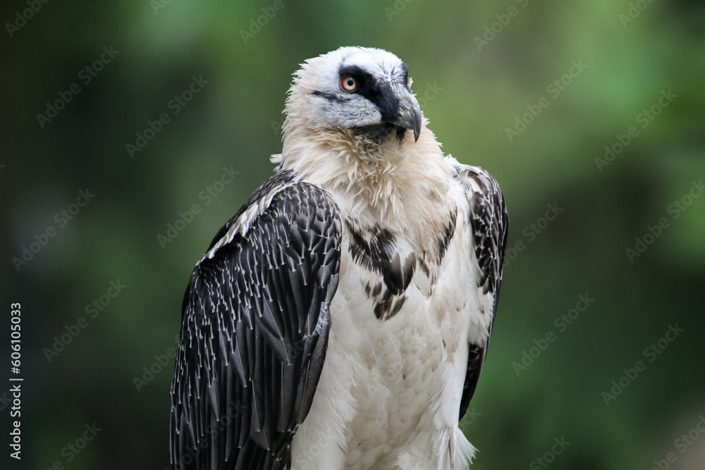 Fototapeta premium Portrait view of a Bearded vulture. Gypaetus barbatus.