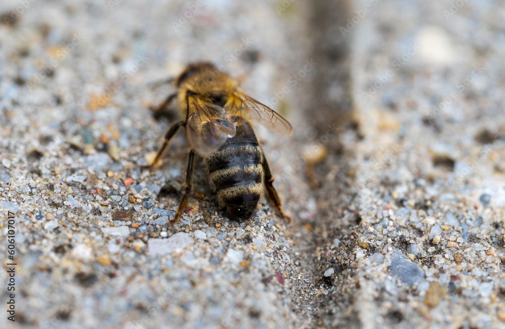 Detail of a bee on concrete floor
