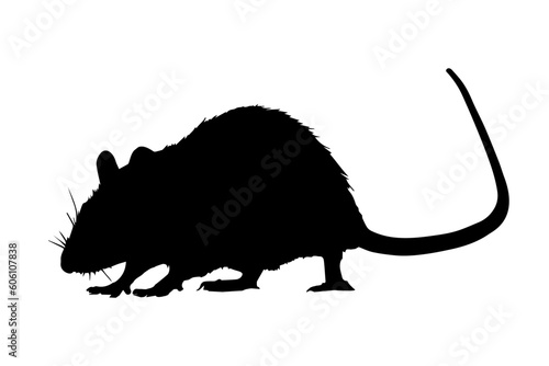 Rat silhouette isolated on white background. Vector illustration photo