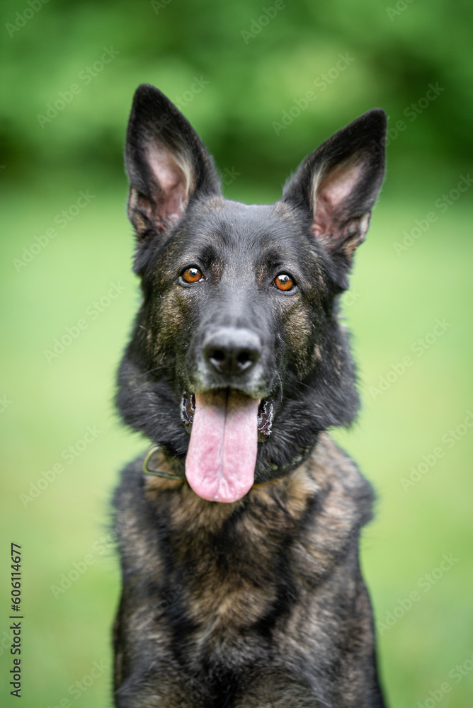 Beautiful sable german shepherd portrait with open mouth and tongue out, outdoor, green blurred background, green spring grass
