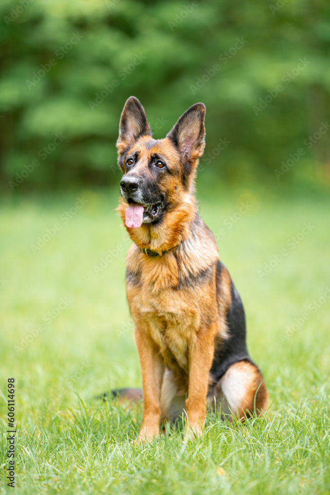 Beautiful black and tan german shepherd portrait with open mouth and tongue out, outdoor, green blurred background, green spring grass Beautiful black and tan german shepherd portrait with open mouth and tongue out, outdoor, green blurred background, green spring grass