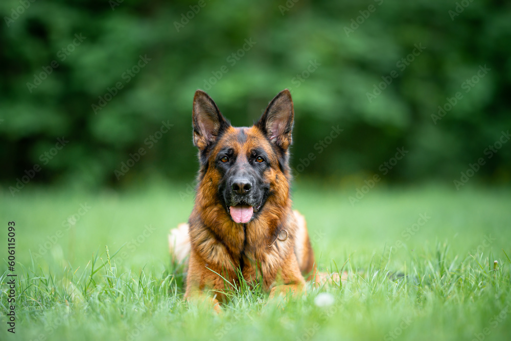 Beautiful black and tan german shepherd portrait with open mouth and tongue out, outdoor, green blurred background, green spring grass Beautiful black and tan german shepherd portrait with open mouth and tongue out, outdoor, green blurred background, green spring grass