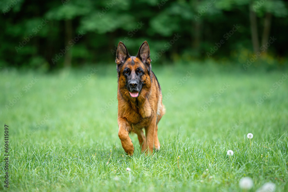 Beautiful black and tan german shepherd portrait with open mouth and tongue out, outdoor, green blurred background, green spring grass