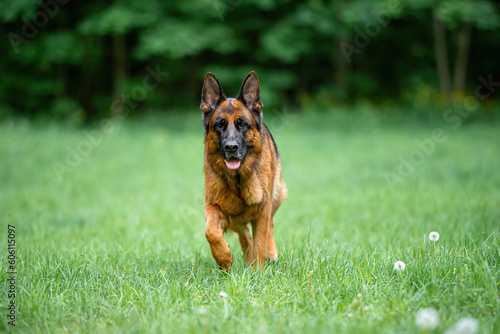 Beautiful black and tan german shepherd portrait with open mouth and tongue out, outdoor, green blurred background, green spring grass © Mariya