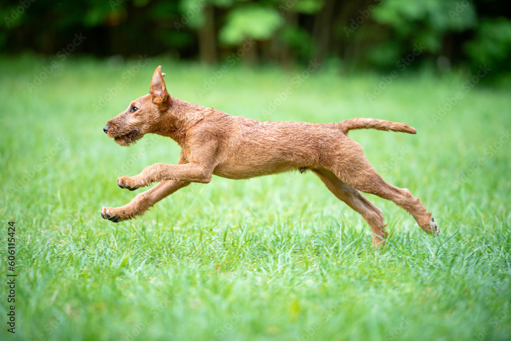 Beautiful irish terrier puppy running outdoor, green blurred background on spring grass Beautiful irish terrier puppy running outdoor, green blurred background on spring grass