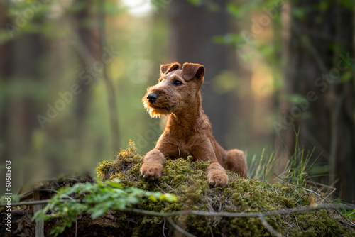 Bild auf Leinwand Beautiful irish terrier puppy portrait outdoor, green blurred background in the